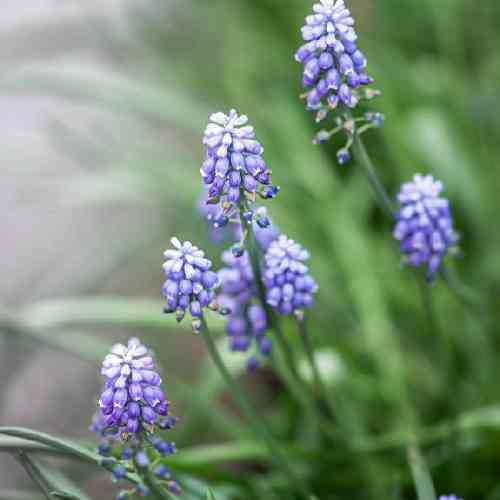 احمد نیکزاد چکه سما